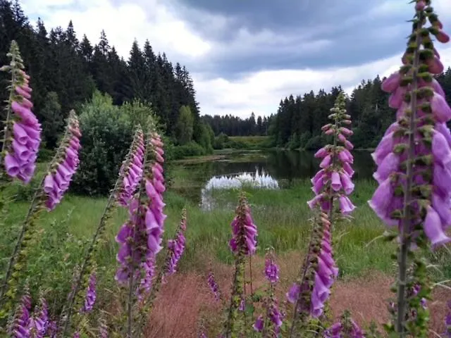 Familienglueck Lautenthal Appartement Langelsheim